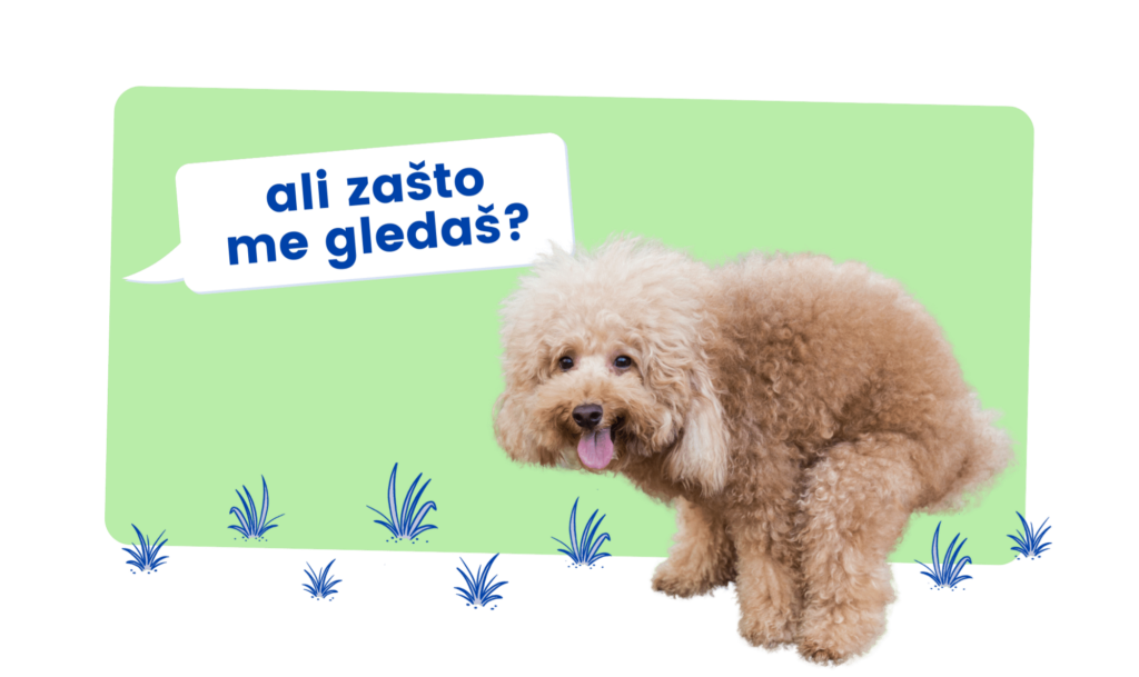 uniko dog poop