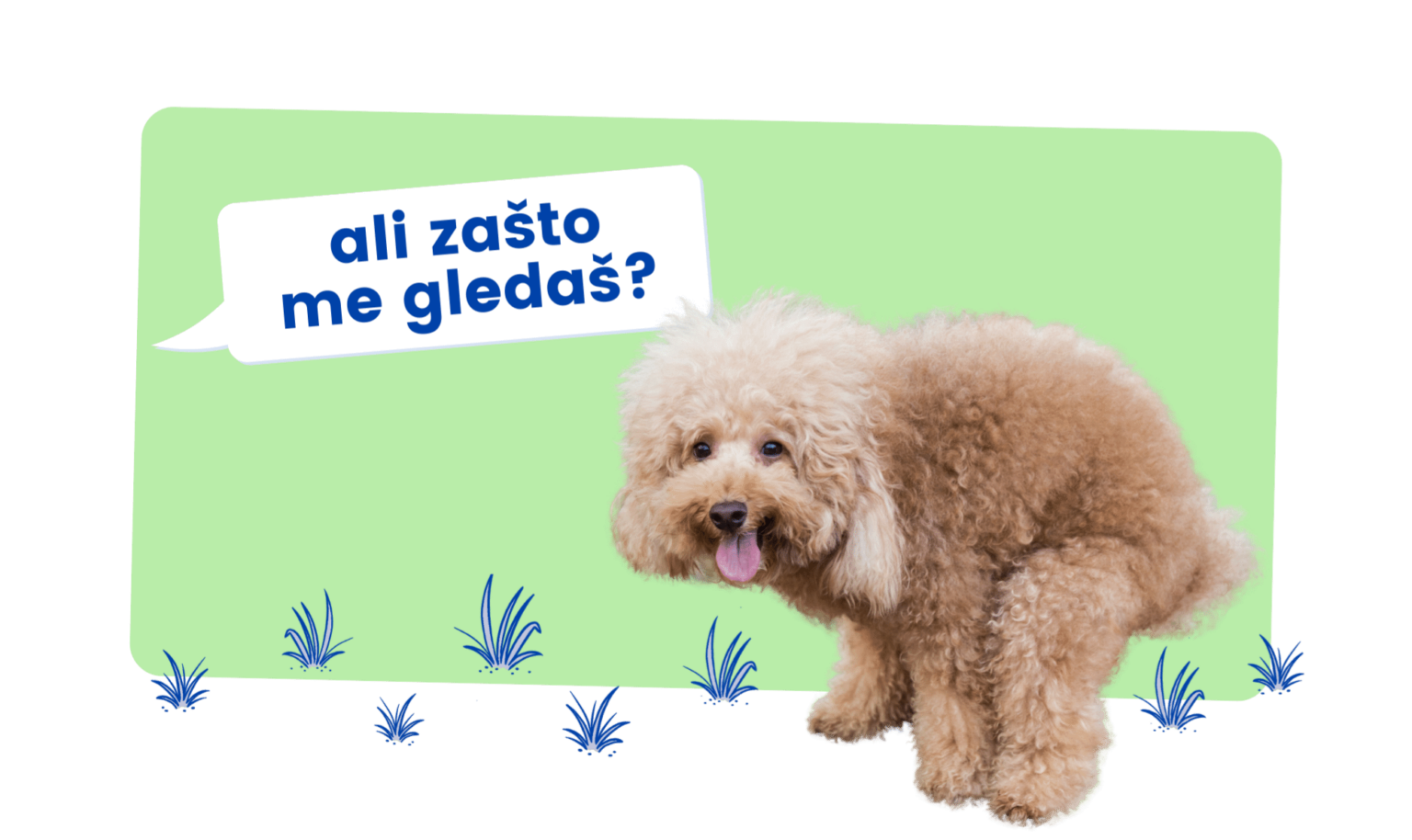 uniko dog poop