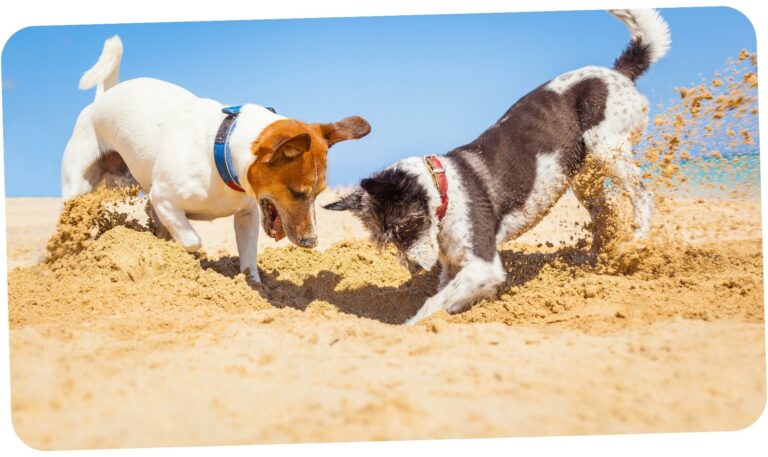 uniko blog dog digging