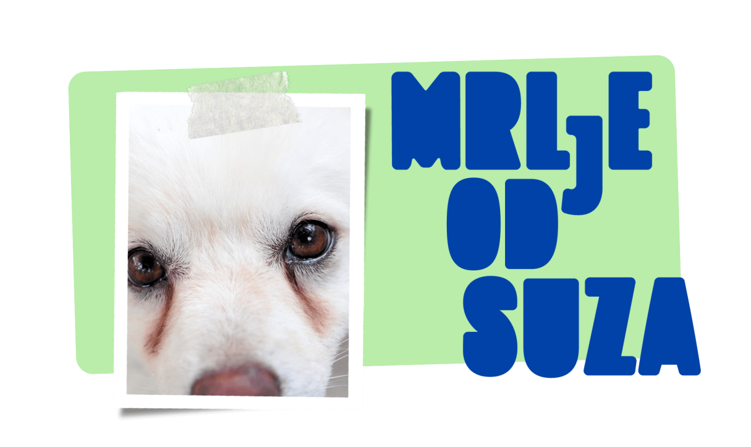 Kako ukloniti mrlje od suza na bijelim psima?