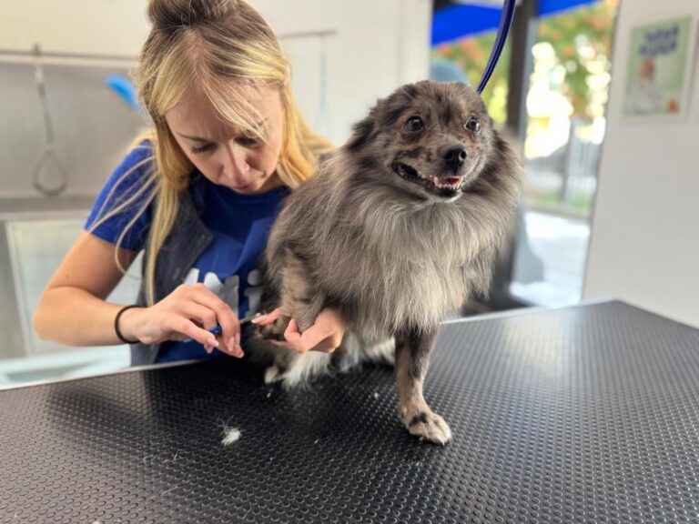 uniko grooming salon za pse zagreb (1)