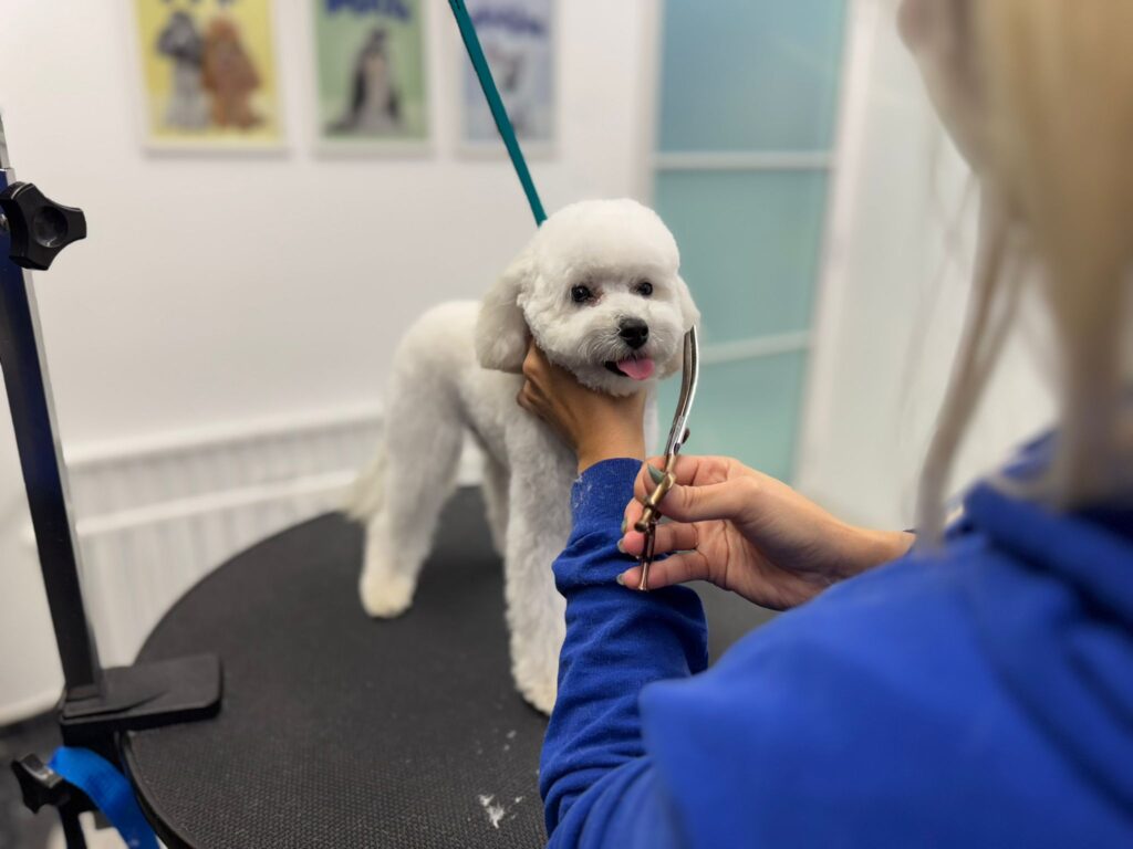 uniko grooming poodle