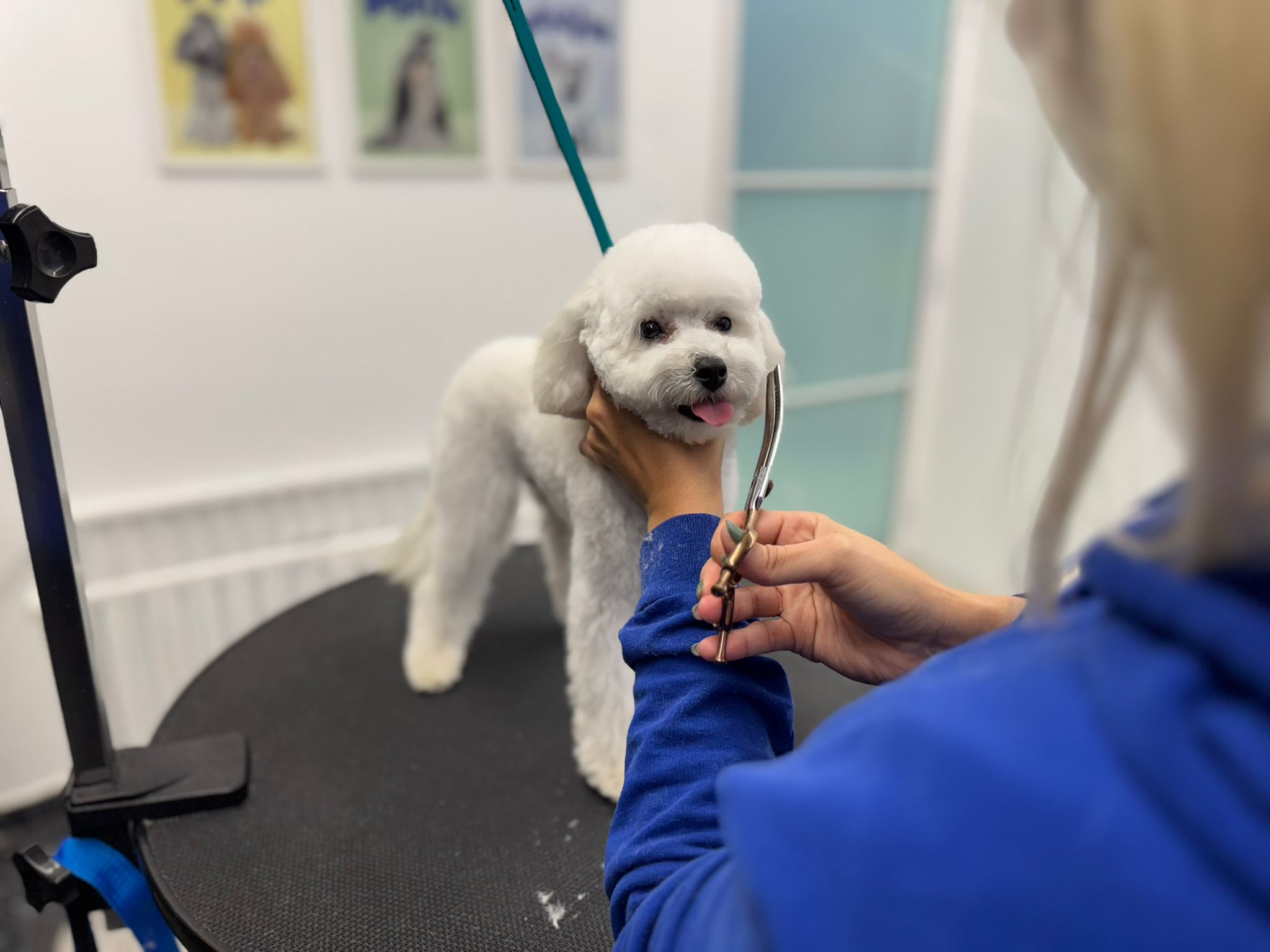 uniko grooming poodle