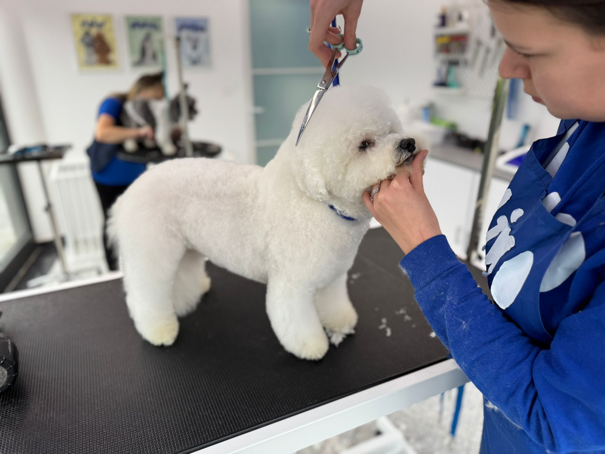 uniko grooming salon za pse zagreb (1)